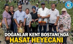 Doğanlar Kent Bostanı'nda hasat heyecanı