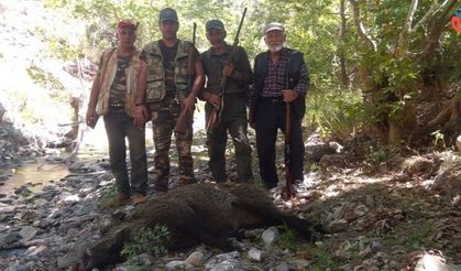 Karaman’da yaban domuzlarına karşı sürek avları devam ediyor