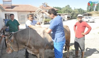 Kazasız ve kolay kurban kesimi için ‘Ruef ve Mide Düğümü’ tekniği