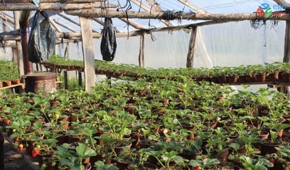 Korona virüs salgını sonrası Milli Piyango bileti satamayınca çilekçiliğe başladı