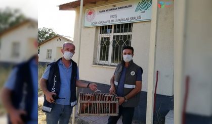 Van’da kaçak avlanılan 2 kınalı kekliğe el konuldu