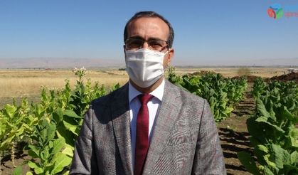 (Özel Haber) MŞÜ’de ilk defa Virginia tütünü ekimi yapıldı