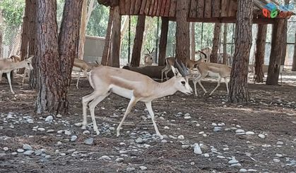 Tarsus Doğa Parkı, İzmir’den gelen 57 yaban hayvanının yeni yuvası oldu