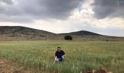 Altıntaş’ta yem bitkisi ekili alanlarda kontroller yapılıyor