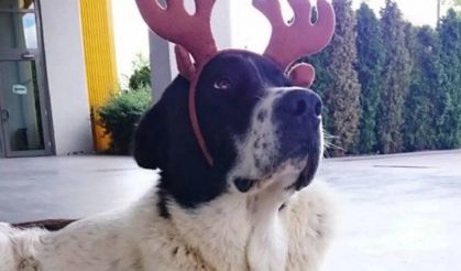 Matmazel’in ölümü hakkında soruşturma