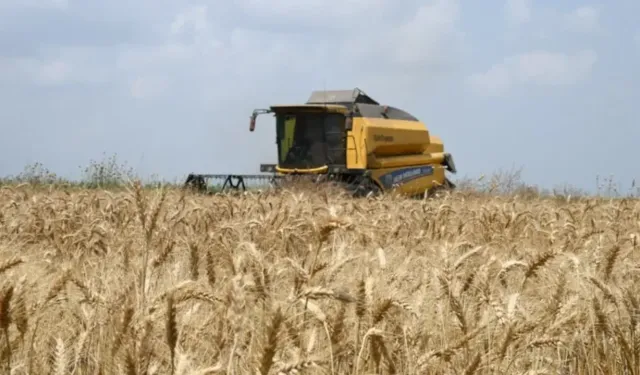 Buğday rekoltesinde korkutan düşüş
