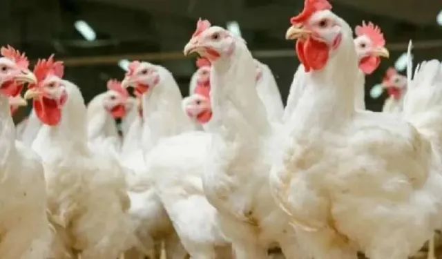 Rekabet Kurulu ceza yağdırdı... Listede 2 İzmirli şirket!