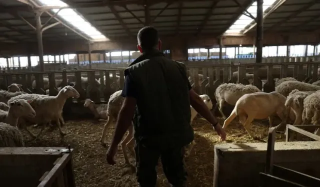 Yunanistan’da yeni salgın! Çiftçiler perişan, sürüler itlaf ediliyor