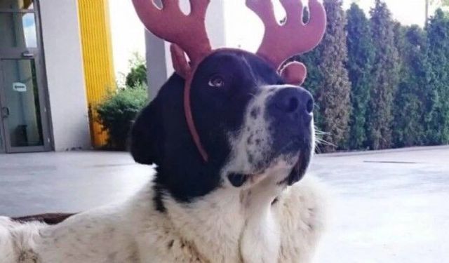 Matmazel’in ölümü hakkında soruşturma