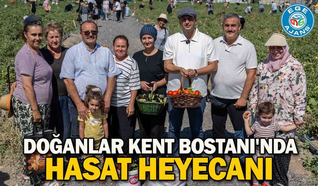 Doğanlar Kent Bostanı'nda hasat heyecanı