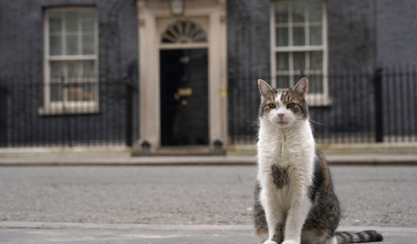 Beş başbakan deviren kedi hala görevde