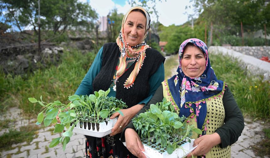 400 bin yazlık fide üreticiyle buluşuyor